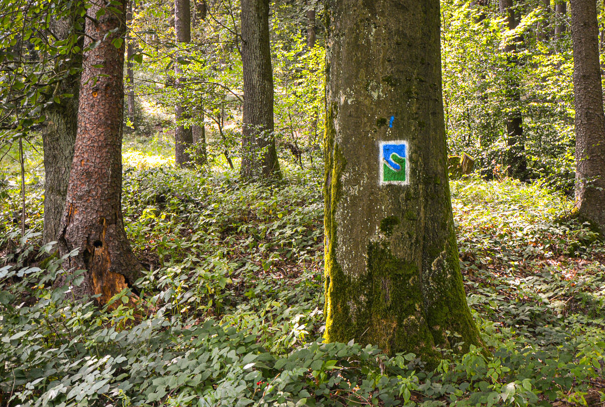 Waldboden und einige Bäume