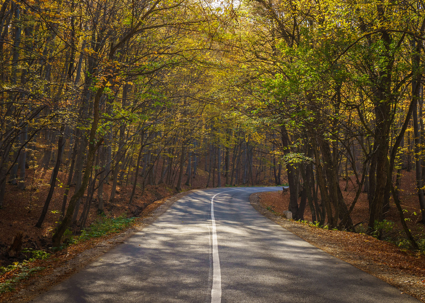 Straße durch einen Wald
