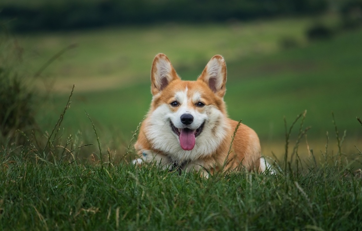 Hund