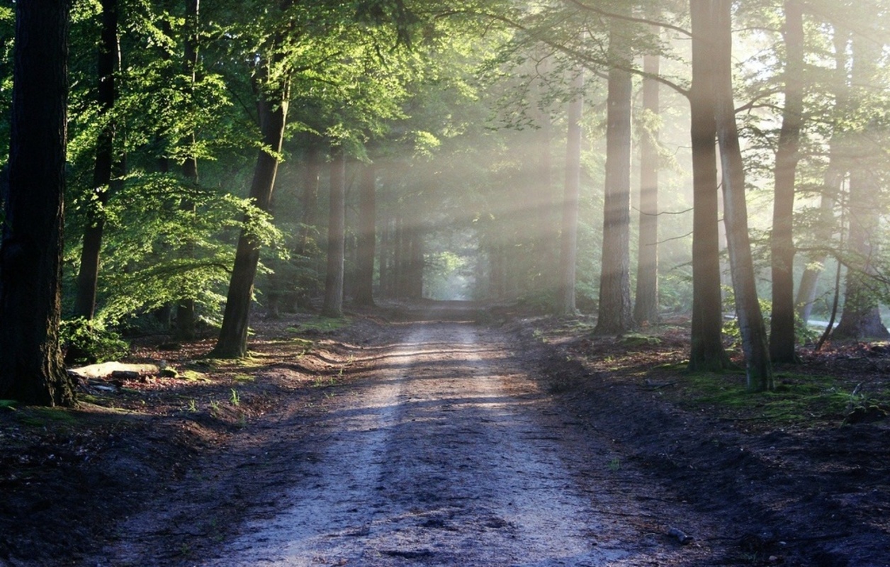 Wald