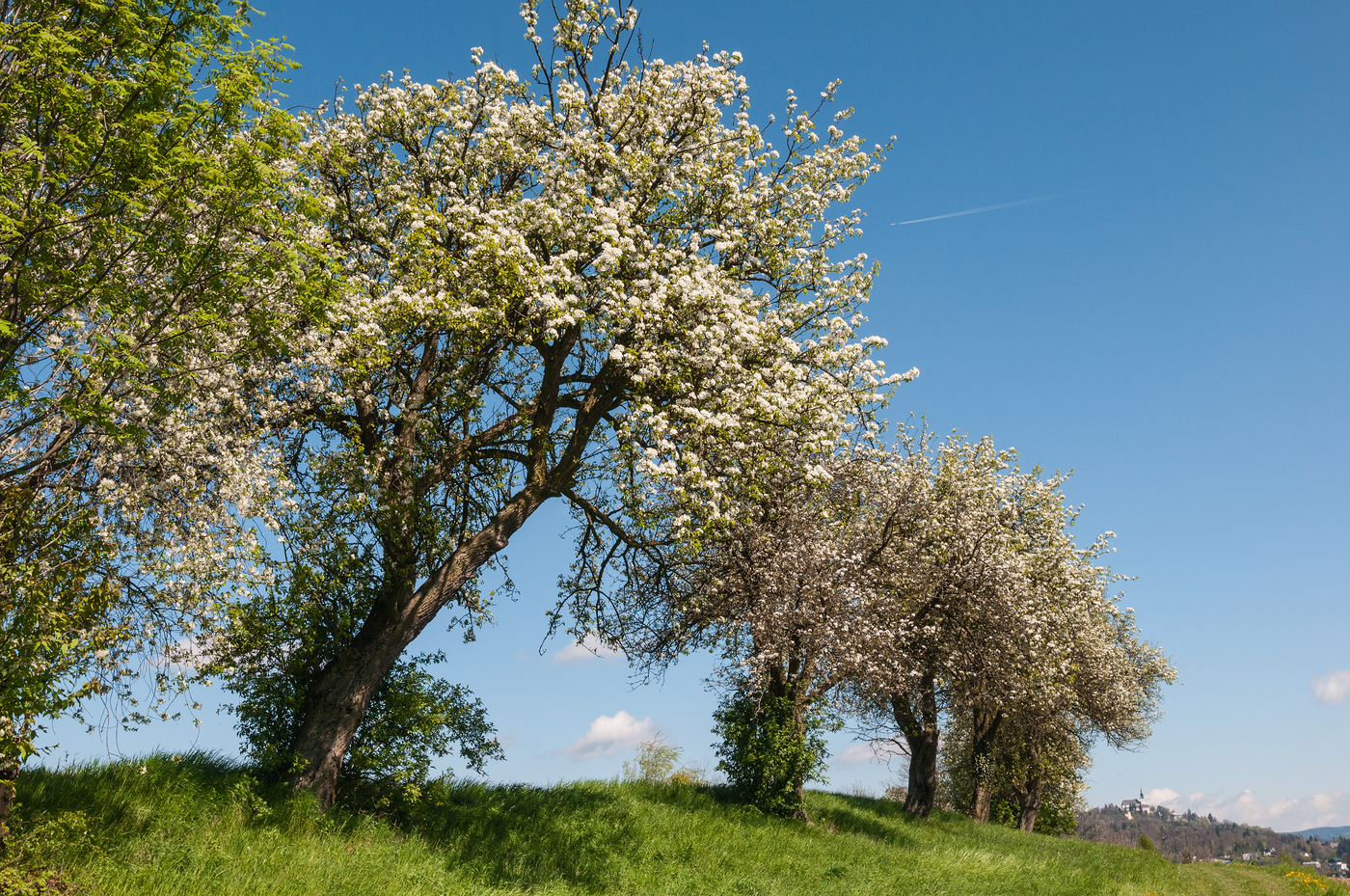 Blühende Bäume 