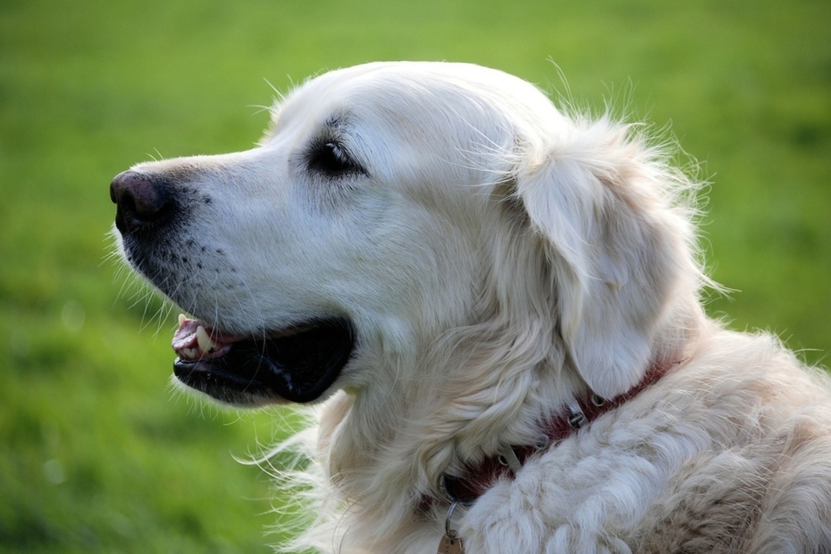 Hunde