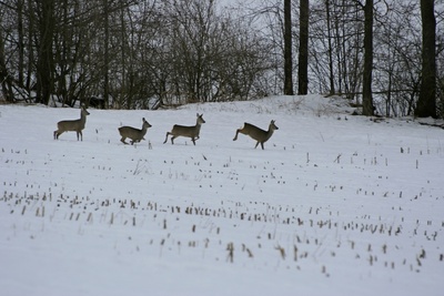 Winterliche Freizeitaktivitäten Rehe