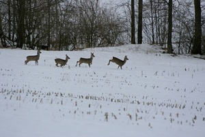 Winterliche Freizeitaktivitäten Rehe