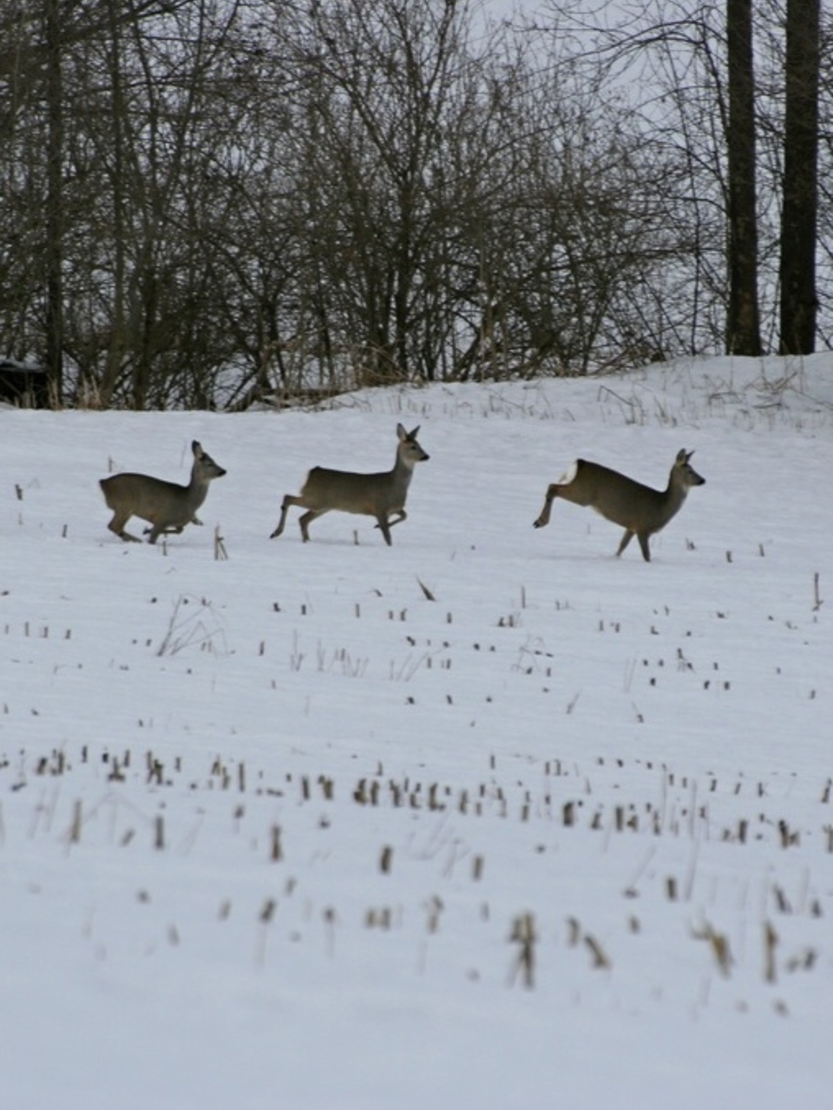 Winterliche Freizeitaktivitäten Rehe