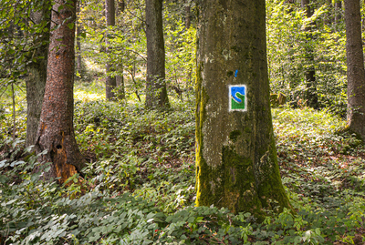 Wald